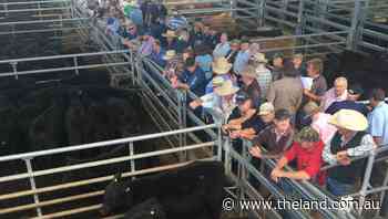 Singleton vealer steers sell to $1510