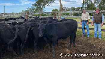 Dungog steers reach $1790 top