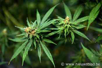 Brazilianen riskeren twee jaar cel voor cannabisplantages in Hoeilaart en Overijse