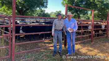 Binnaway steers sell to $1745