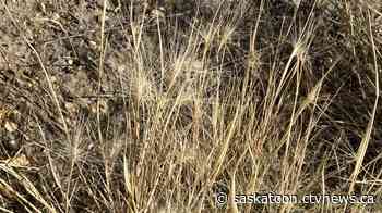 Saskatoon outlines ideas to stop the spread of Foxtail - CTV News Saskatoon