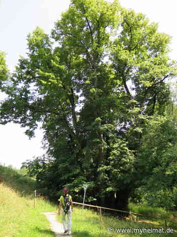 Tassilo Linde bei Wessobrunn - Olching - myheimat.de - myheimat.de