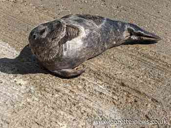 Snoozing seal soaks up the sun in Walton