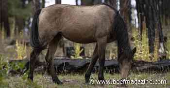 Interior asked to halt grazing rights to protect wild horses