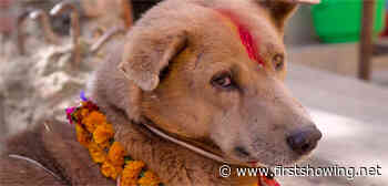 Official Trailer for Sublime Doggie Doc Film 'We Don't Deserve Dogs'