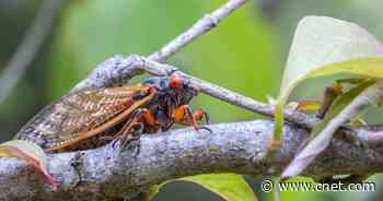 Billions of Brood X cicadas emerging for first time since 2004: What to know     - CNET