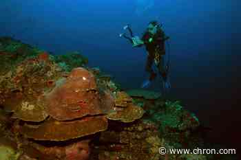 When it floods in Houston, coral reefs pay
