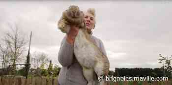 Angleterre. Darius, le plus grand lapin du monde, a été volé ! - maville.com