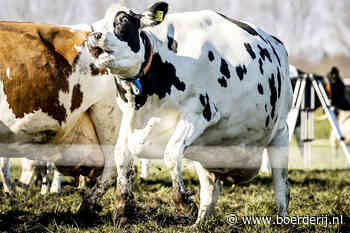 Nieuwsfoto's: Koeien mogen weer naar buiten - Boerderij - Boerderij