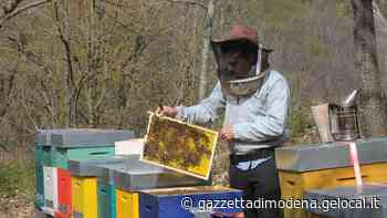 Roccamalatina. Tommaso Amorati racconta il fascinoso mondo delle api - La Gazzetta di Modena