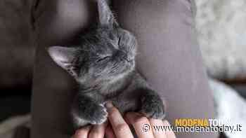 Modena sul podio come città “Amica degli animali”. L’indagine di Legambiente - ModenaToday