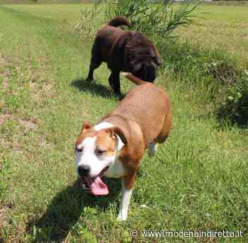 Rapporto Legambiente su animali e città: Modena e Bologna virtuose - modenaindiretta.it