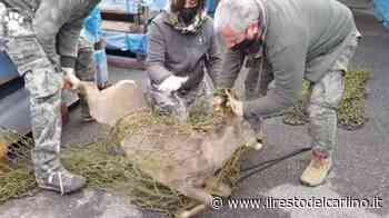Capriolo salvato a Modena: l'intervento dei volontari - il Resto del Carlino