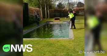 BEKIJK - Bever heeft het naar zijn zin in een zwembad in Heverlee - VRT NWS