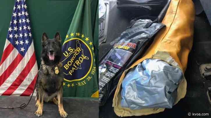 Border Patrol canine sniffs out two major drug busts in Yuma