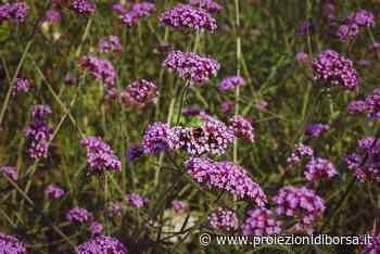 L’erba magica che allontanerà definitivamente le mosche a costo zero - Proiezioni di Borsa