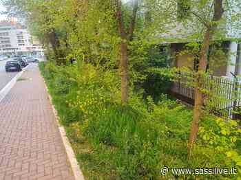 Erba alta a ridosso di via Nenni a Matera: report e foto - Sassilive.it