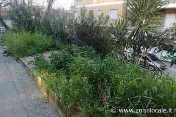 Sfalcio dell'erba, cittadini protestano. Barisano: "Non si poteva intervenire prima della pioggia" - Zonalocale