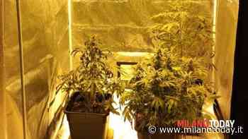 Beccato un ragazzo che coltivava erba in casa - MilanoToday.it