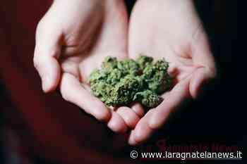 Quali sono i migliori tipi di erba? - La Ragnatela News - La Ragnatela News