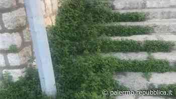 Arenella, il Comune non taglia l'erba: donna allergica costretta a stare chiusa in casa - La Repubblica