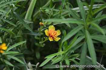 L’erba aromatica che in pochi conoscono, facile da coltivare, buona e salutare - Proiezioni di Borsa
