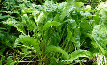 L’erba aromatica dalle mille proprietà che tutti abbiamo in giardino senza saperlo - Proiezioni di Borsa
