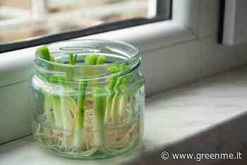 Come coltivare l’erba cipollina dagli scarti per averla sempre a disposizione - greenMe.it