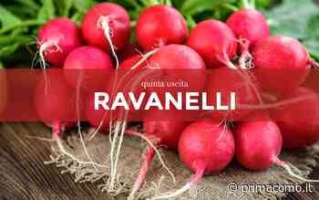 In regalo con il Giornale di Cantù, Erba e Olgiate i semi di ravanello - Prima Como