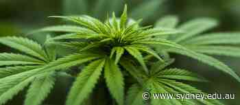 Scientists put the stopwatch on cannabis intoxication - University of Sydney