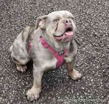 Dog stolen from farm home on Chorley New Road, Bolton