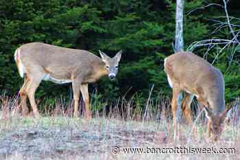 Peace, health, happiness, and animals | Bancroft this Week - Bancroft This Week