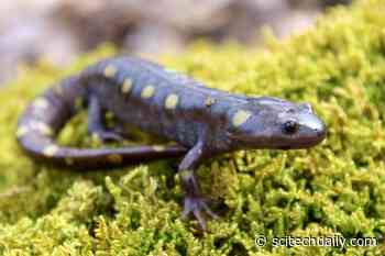 Competing Evolutionary Forces Drive Rapid Evolution of Salamander Coloration