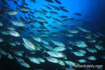 Exploring Climate Change and Seafood Sustainability of US Tuna Fisheries