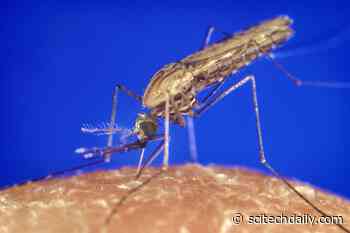 Genetically Modifying Mosquitoes to Eliminate Malaria