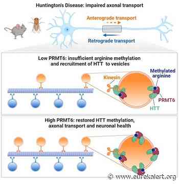 Huntington's Disease: Neural traffic could help understand the disease - EurekAlert