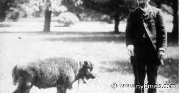 The Long History of Those Who Fought to Save the Animals