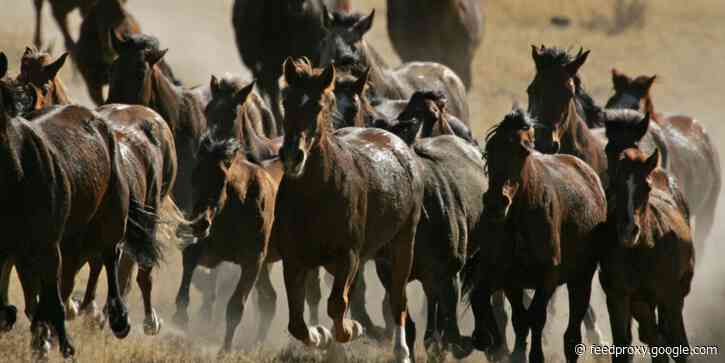Tesla used wild horses to lure candidates out to its Nevada factory, but animal advocates say its presence there actually harms the animals