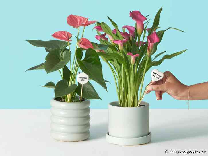 66 unique gift ideas for Mom, from a custom photo book to a sunflower gardening kit