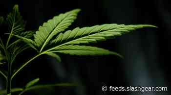 Cannabis has major vision side effects that many users fail to notice