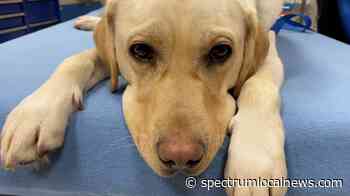 New dog brings comfort to trauma patients at medical center - Spectrum News
