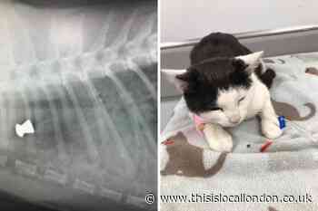 Kitten and mother killed by pellet guns in Barnehurst