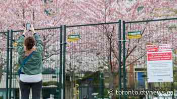 Toronto's cherry blossom bloom forced online for second straight year