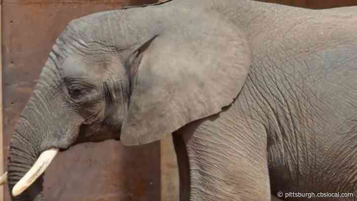 Virus Claims Life Of Young African Elephant Lucas At Toledo Zoo
