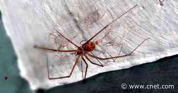 Listen to the haunting music scientists made from sounds of spider webs     - CNET