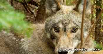 First collar video from wild Minnesota wolf shows fishing skills, adaptability