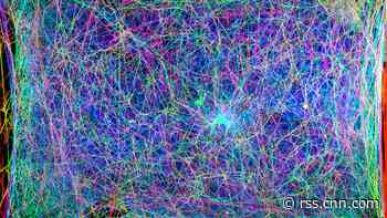 MIT scientists translated spider webs into music. It could help us talk to them