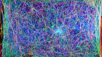 Scientists translated spider webs into music. It could help us talk to them