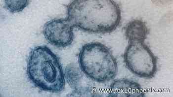 2 new studies find UK B.1.1.7 coronavirus variant more transmissible, but not linked to COVID-19 severity - FOX 10 News Phoenix