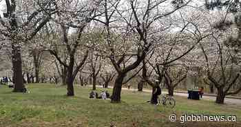 Cherry blossoms at Toronto’s High Park to be blocked off, but park set to stay open this year - Global News